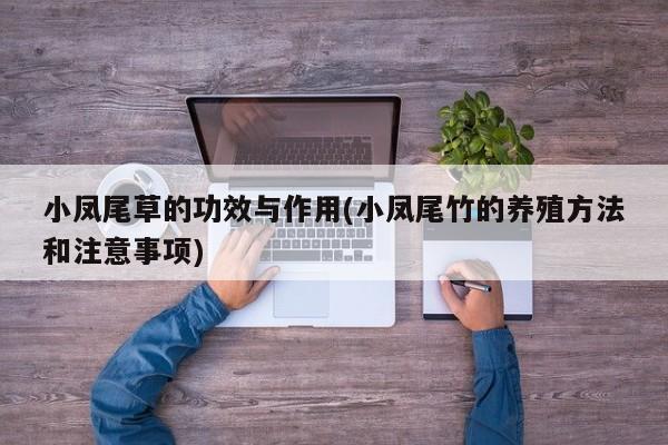 小凤尾草的功效与作用(小凤尾竹的养殖方法和注意事项)