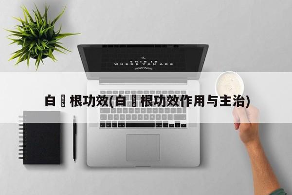 白芧根功效(白芧根功效作用与主治)